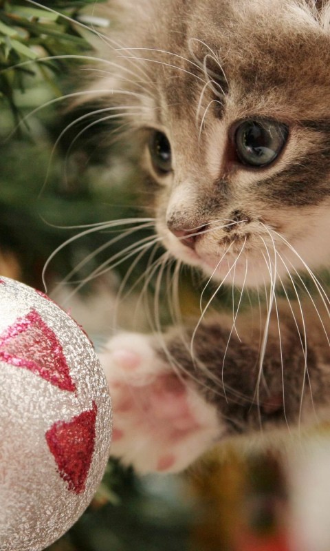 Kitten Playing With Christmas Ornaments Wallpaper for HTC Desire HD