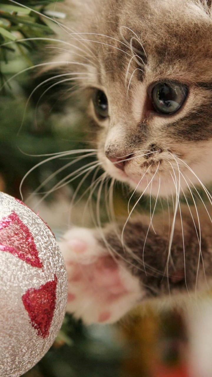 Kitten Playing With Christmas Ornaments Wallpaper for HTC One mini
