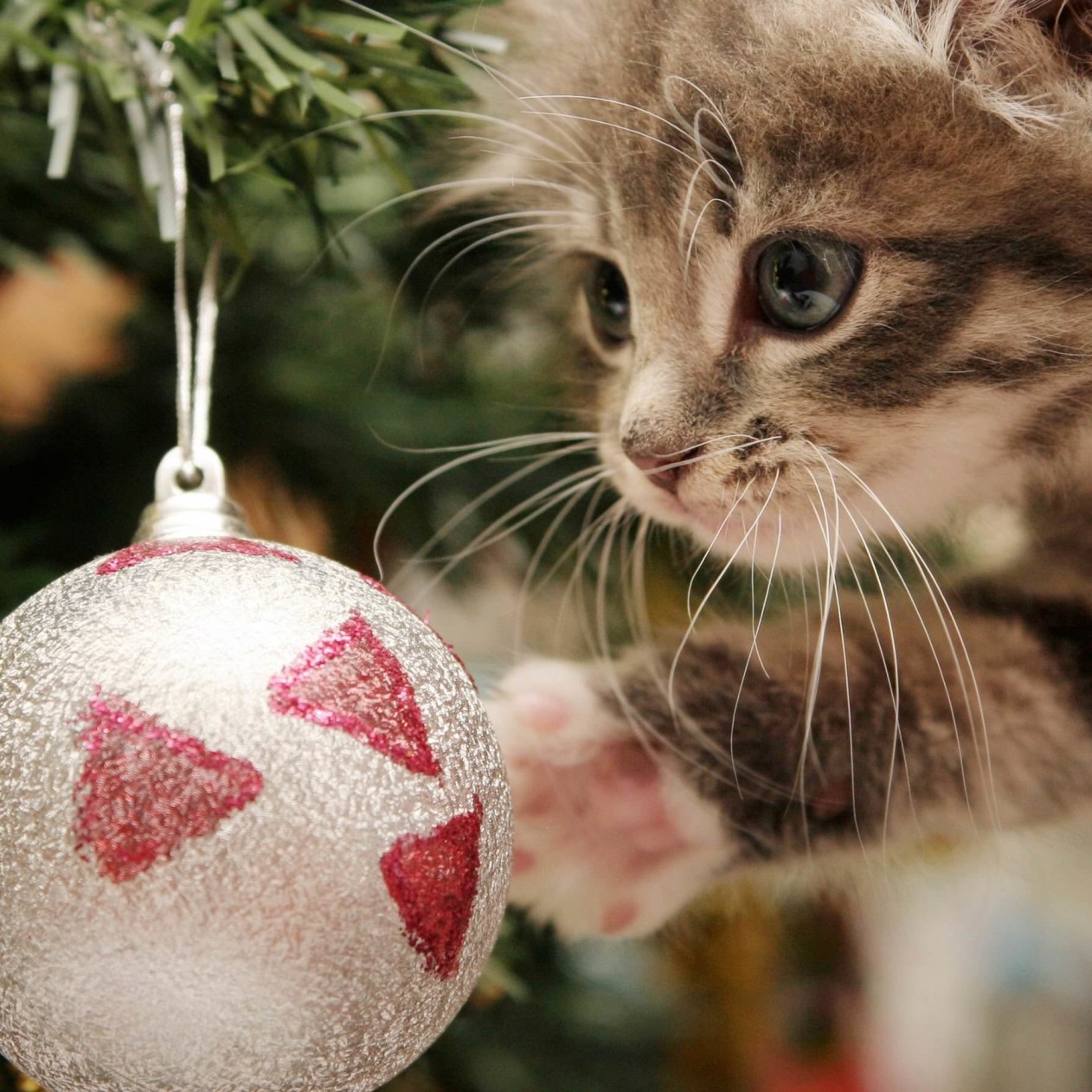 Kitten Playing With Christmas Ornaments Wallpaper for Apple iPad mini