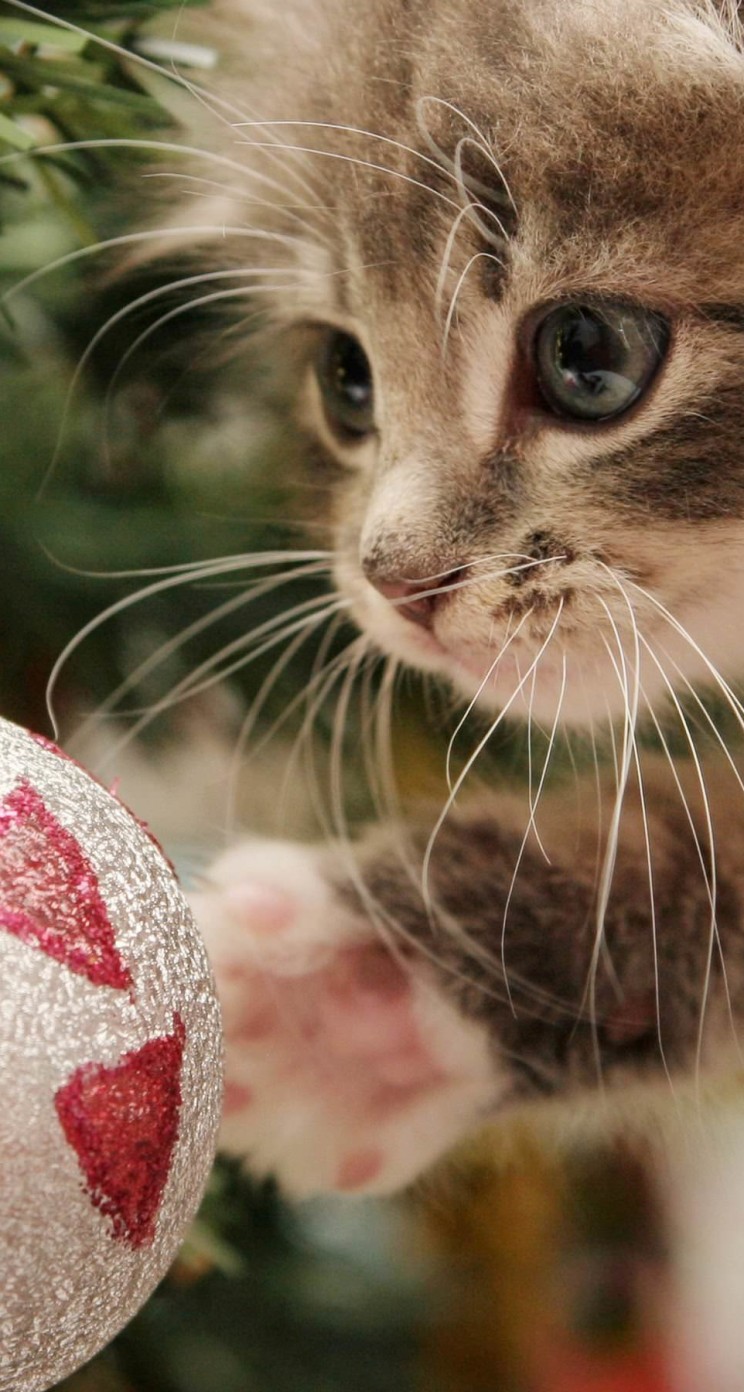 Kitten Playing With Christmas Ornaments Wallpaper for Apple iPhone 5 / 5s
