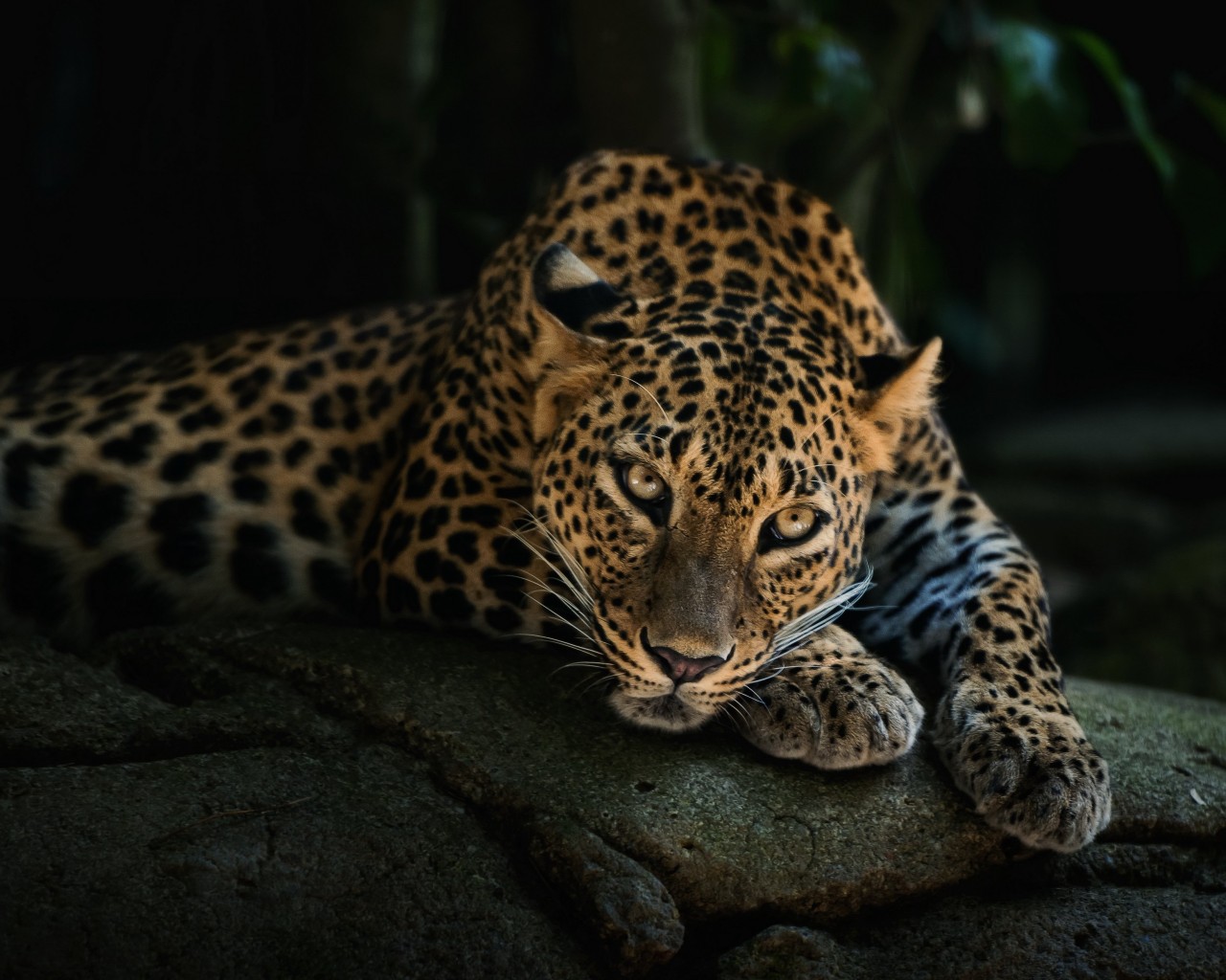 Leopard Lying On The Tree Wallpaper for Desktop 1280x1024
