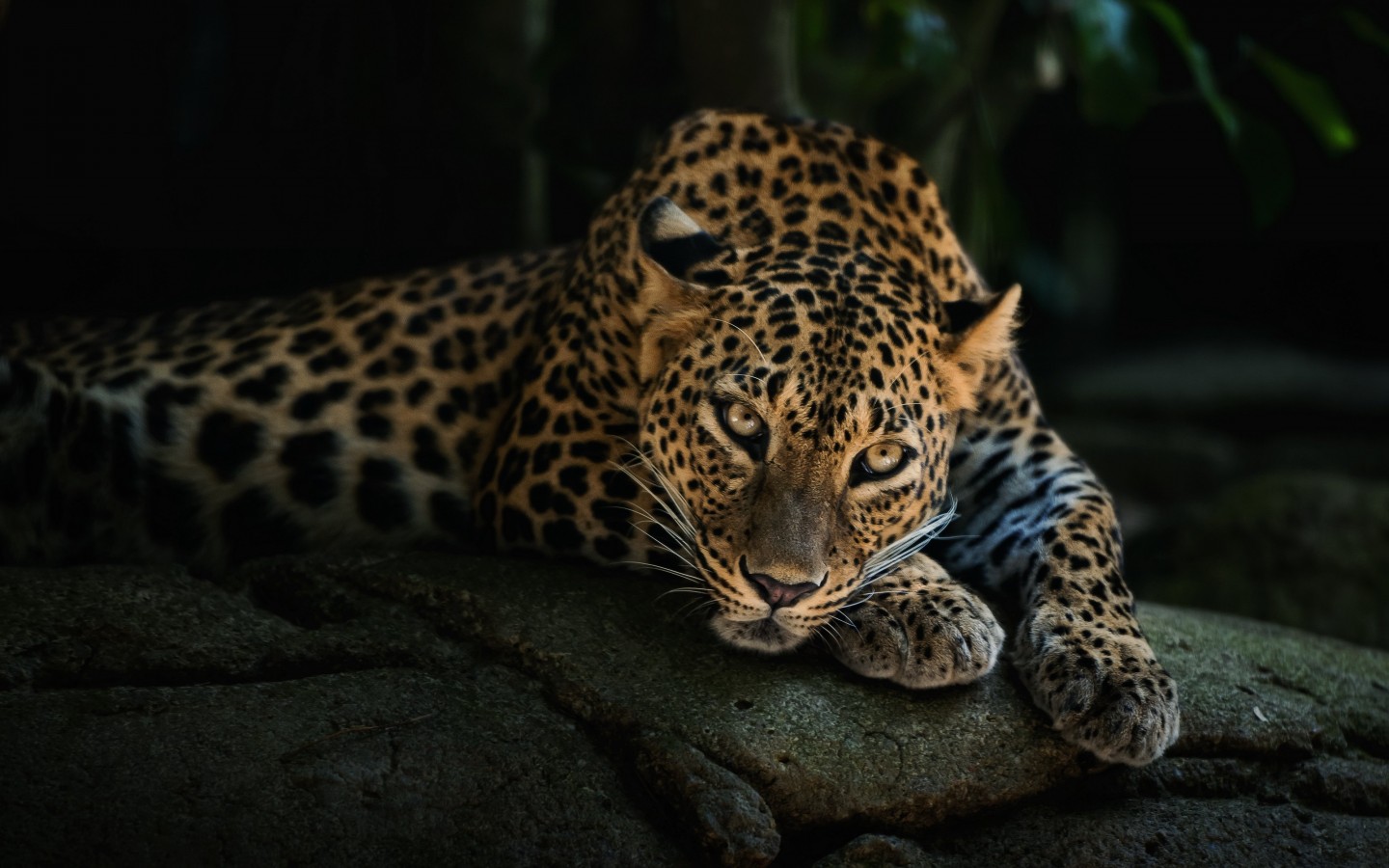 Leopard Lying On The Tree Wallpaper for Desktop 1440x900