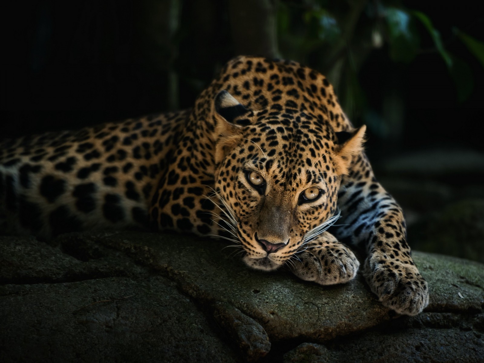 Leopard Lying On The Tree Wallpaper for Desktop 1600x1200