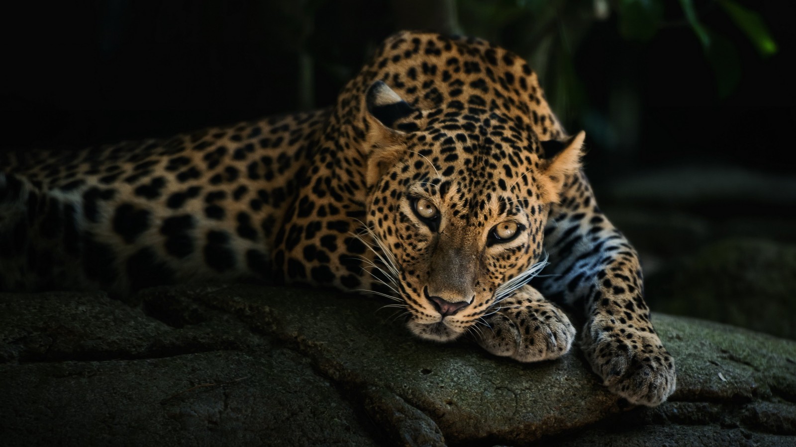 Leopard Lying On The Tree Wallpaper for Desktop 1600x900