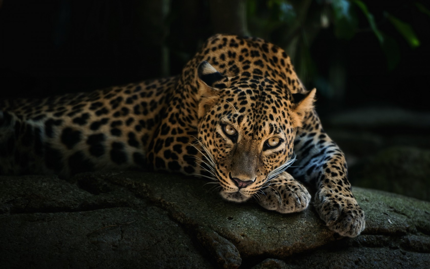 Leopard Lying On The Tree Wallpaper for Desktop 1680x1050