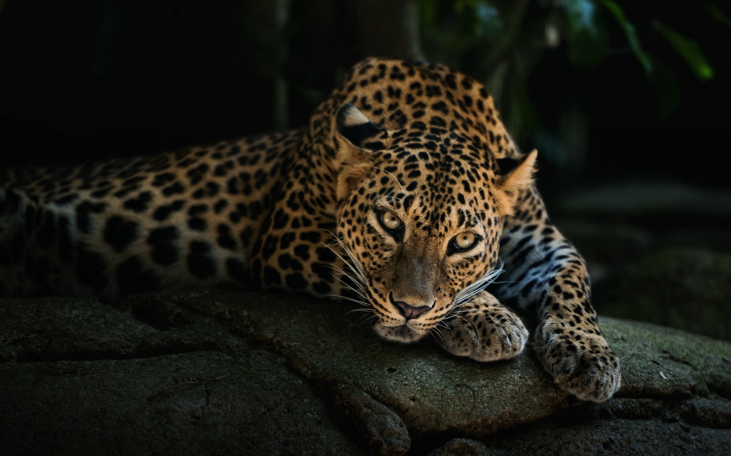 Leopard Lying On The Tree Wallpaper for Desktop 2560x1600