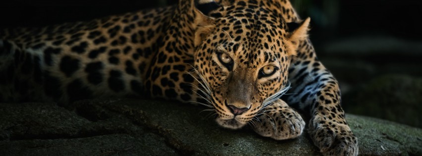 Leopard Lying On The Tree Wallpaper for Social Media Facebook Cover