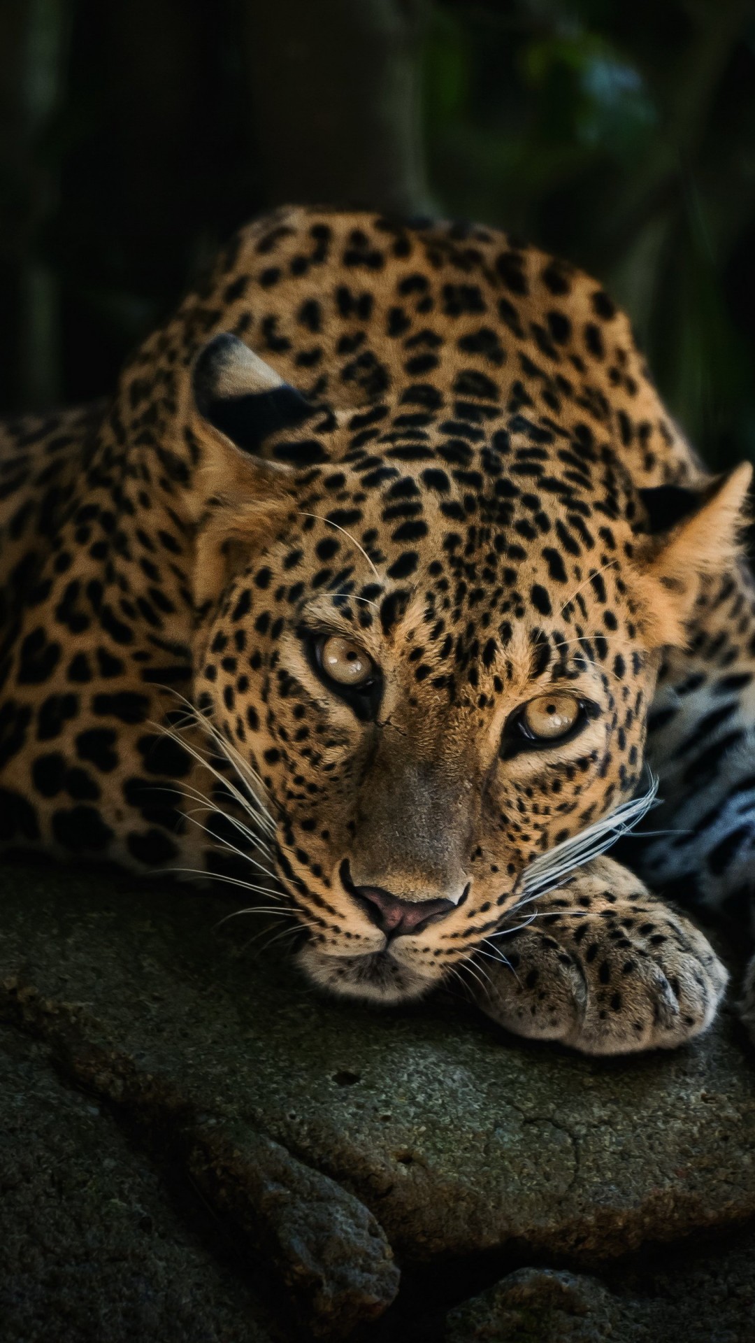 Leopard Lying On The Tree Wallpaper for SAMSUNG Galaxy S4