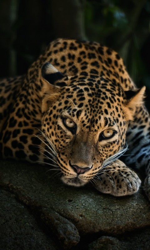 Leopard Lying On The Tree Wallpaper for HTC Desire HD