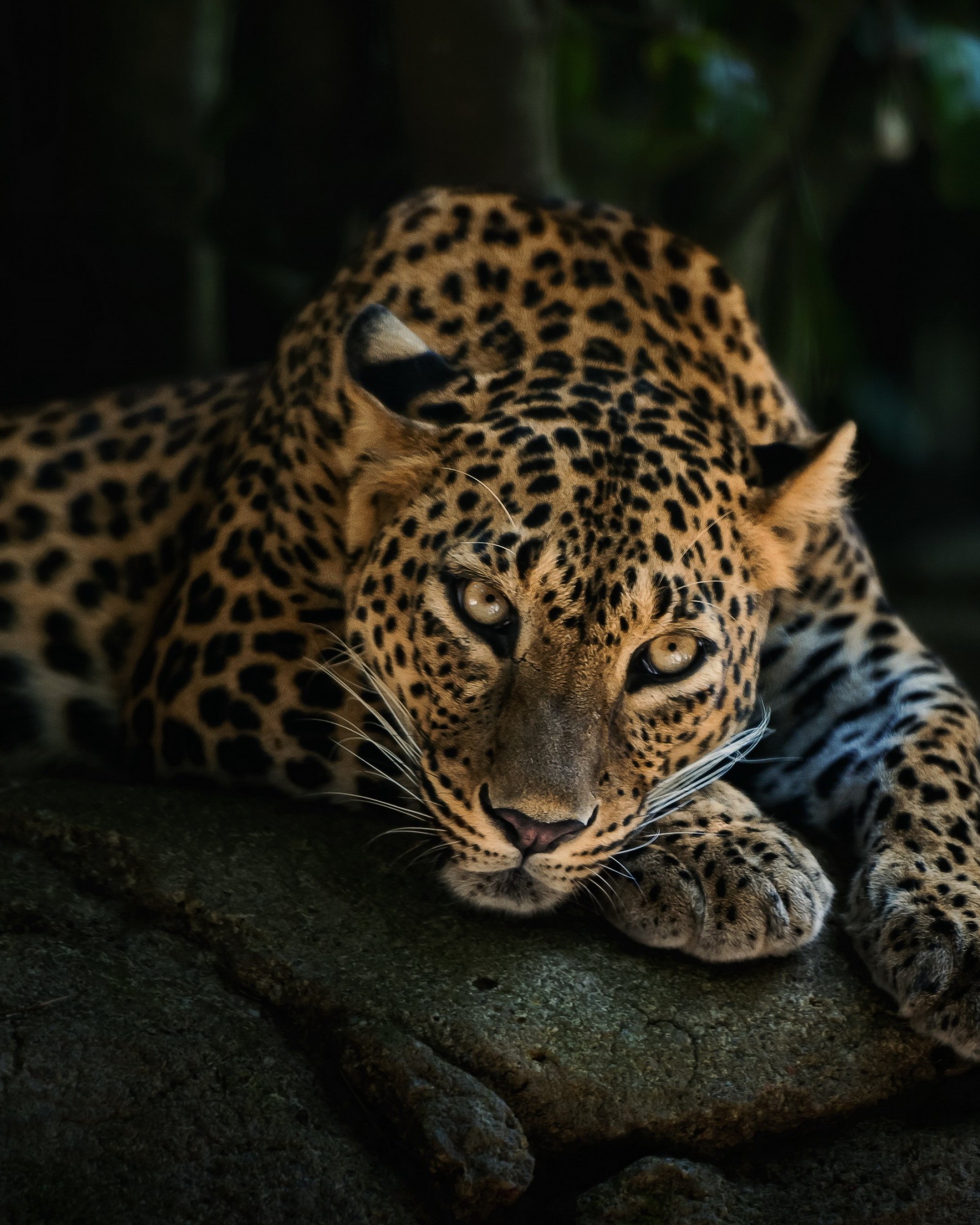 Leopard Lying On The Tree Wallpaper for Google Nexus 7