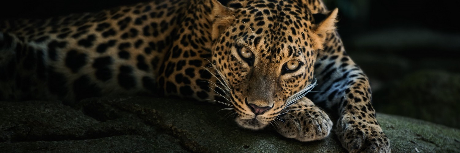 Leopard Lying On The Tree Wallpaper for Social Media Twitter Header