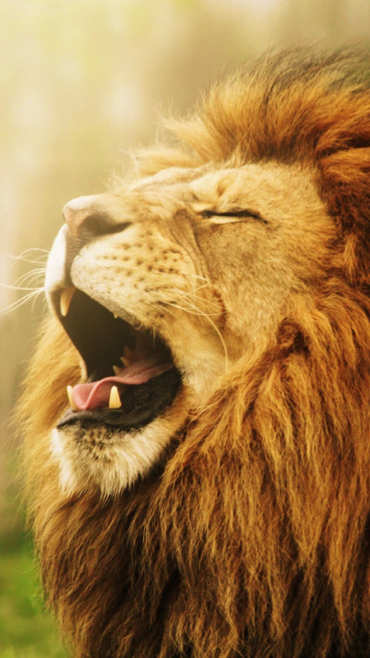 Lion Wallpaper for SAMSUNG Galaxy S3