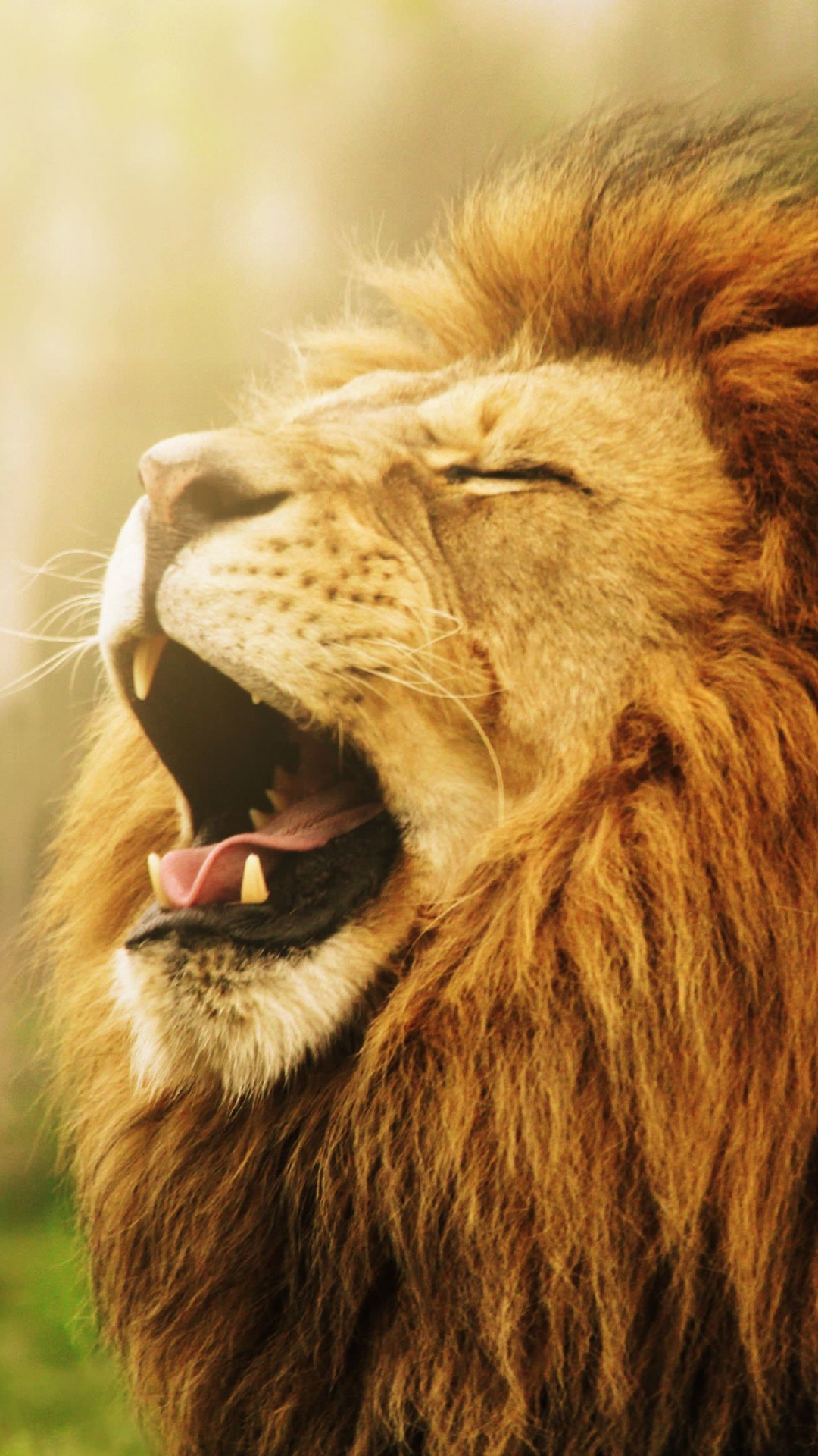 Lion Wallpaper for SAMSUNG Galaxy S4