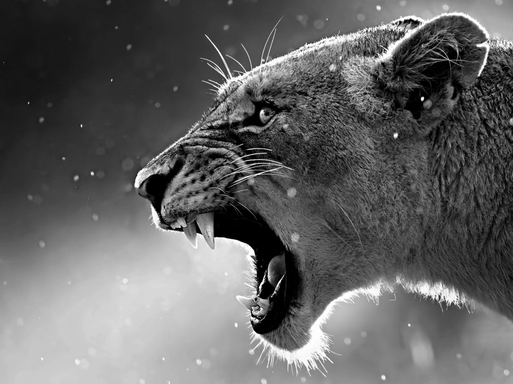 Lioness in Black & White Wallpaper for Desktop 1024x768