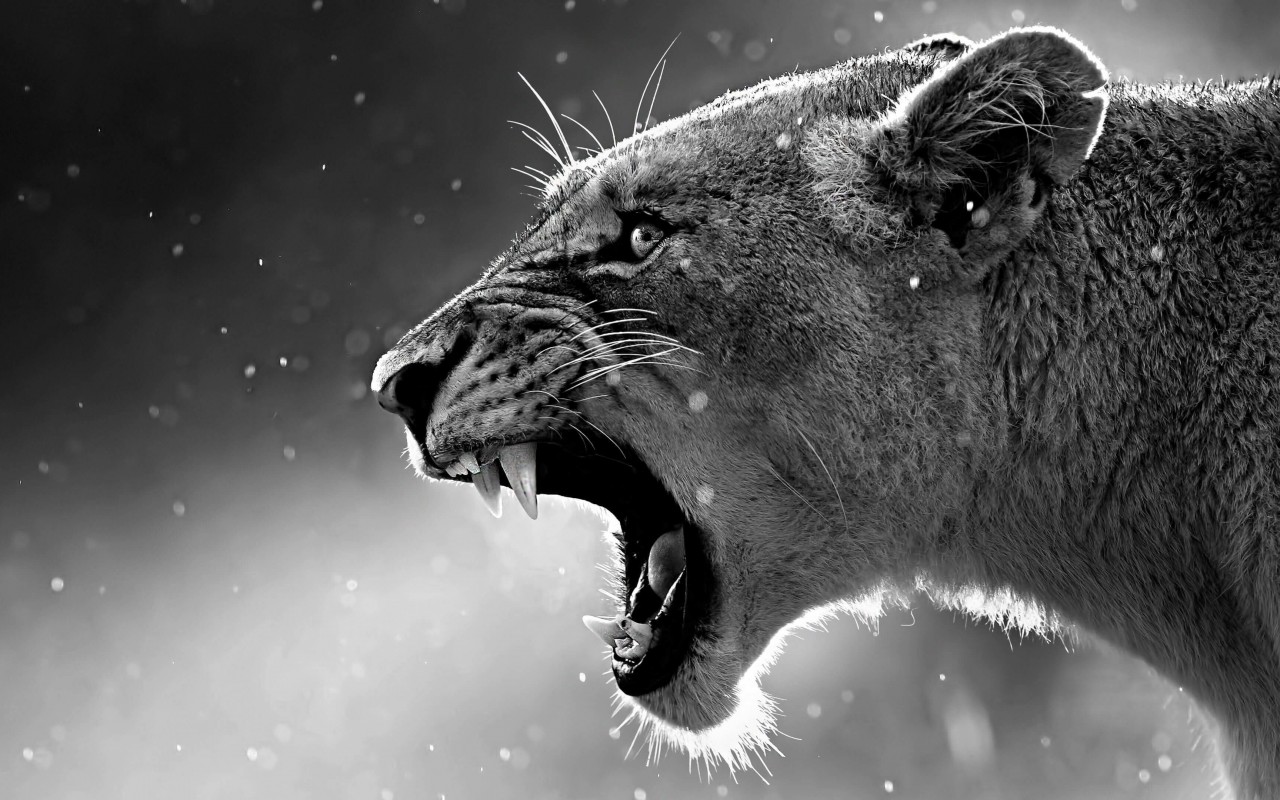 Lioness in Black & White Wallpaper for Desktop 1280x800