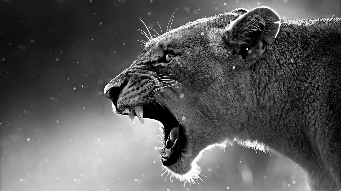 Lioness in Black & White Wallpaper for Desktop 1366x768