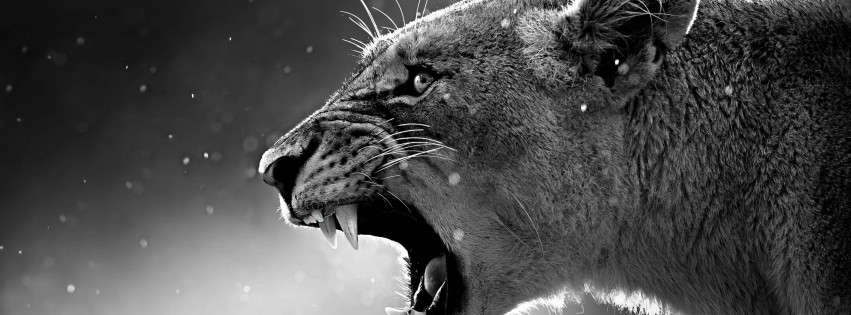 Lioness in Black & White Wallpaper for Social Media Facebook Cover
