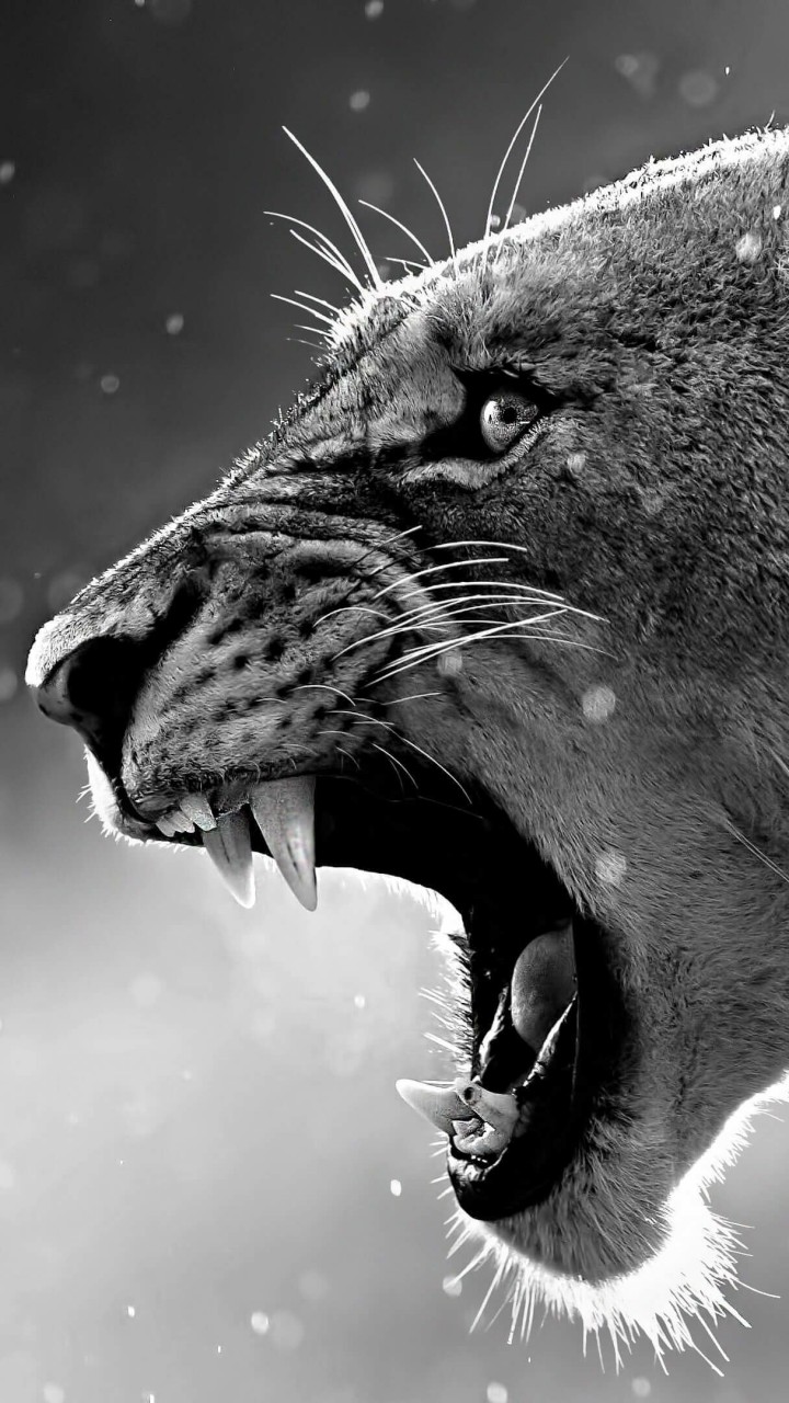 Lioness in Black & White Wallpaper for SAMSUNG Galaxy Note 2
