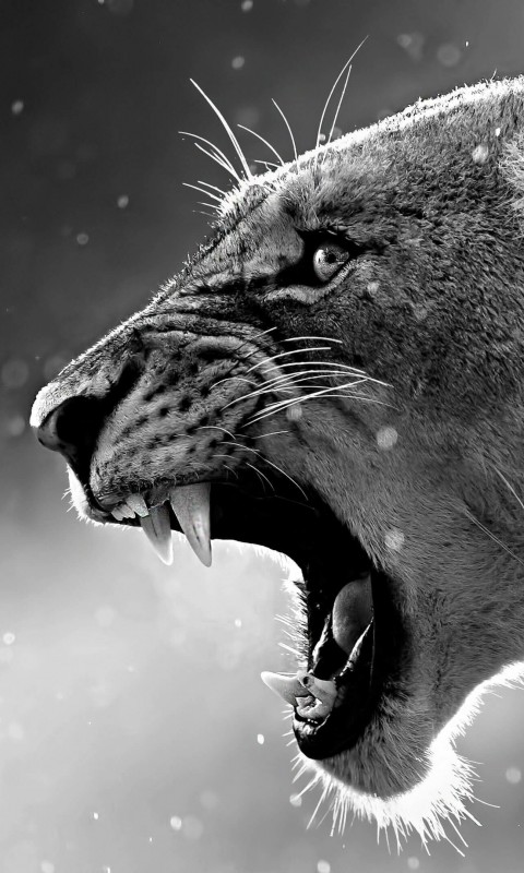 Lioness in Black & White Wallpaper for HTC Desire HD