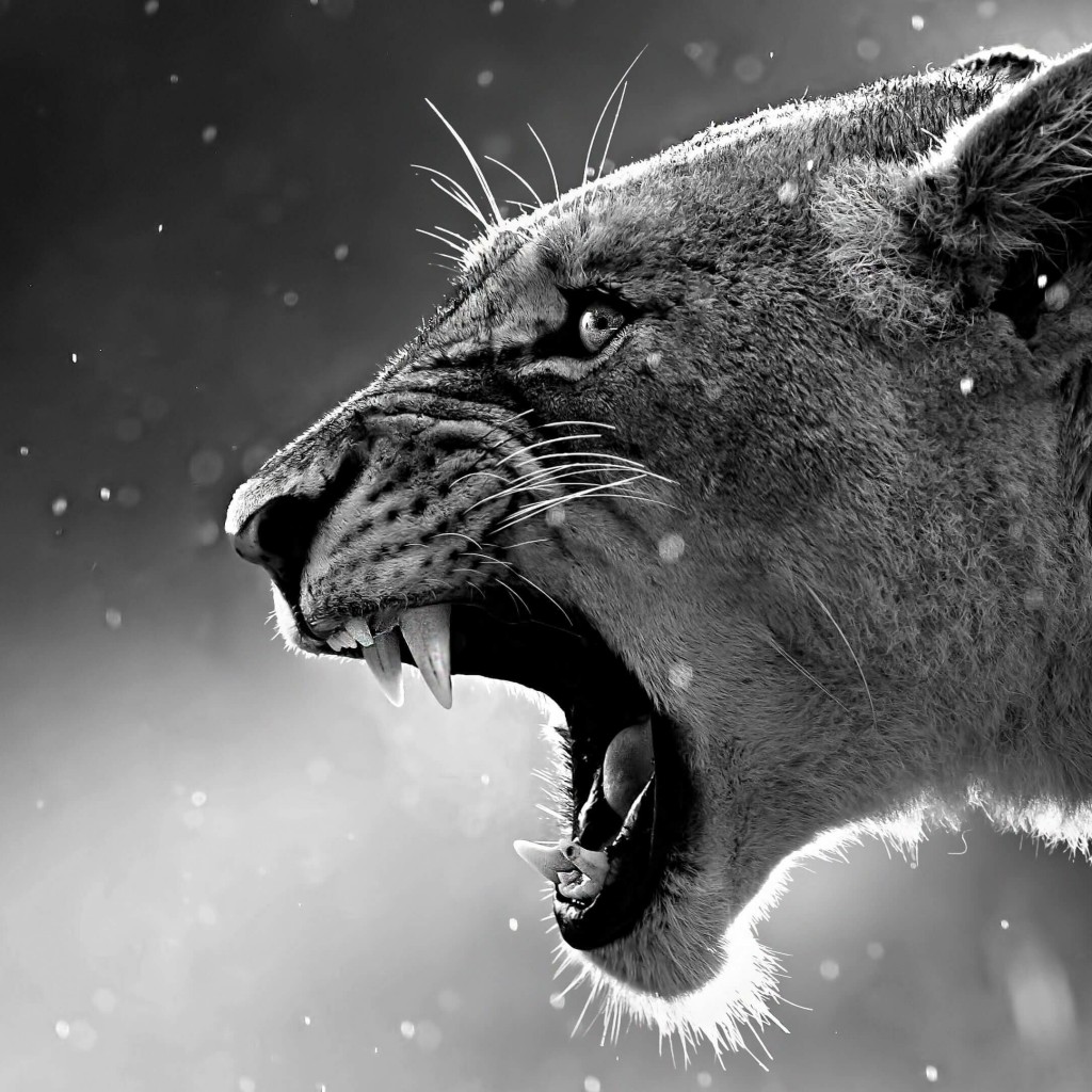Lioness in Black & White Wallpaper for Apple iPad 2