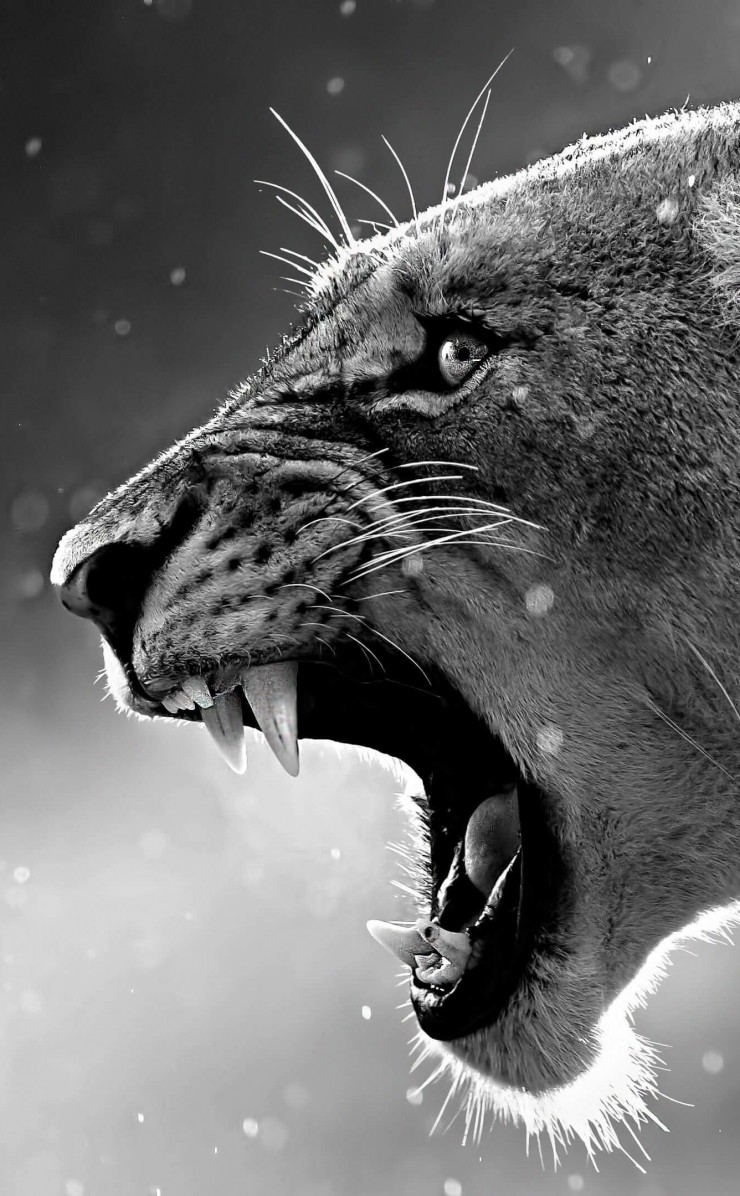 Lioness in Black & White Wallpaper for Apple iPhone 4 / 4s