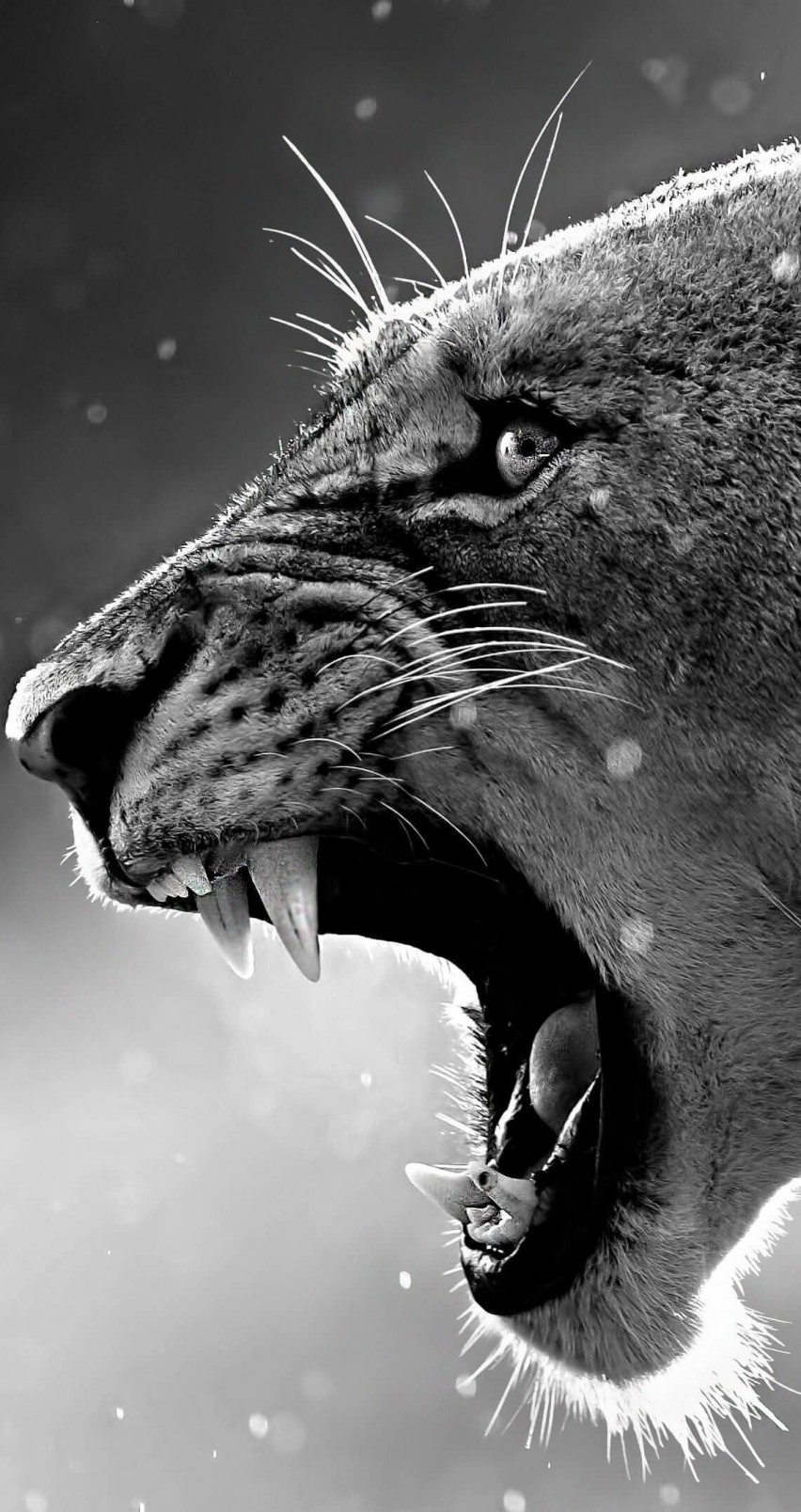 Lioness in Black & White Wallpaper for Apple iPhone 6 / 6s