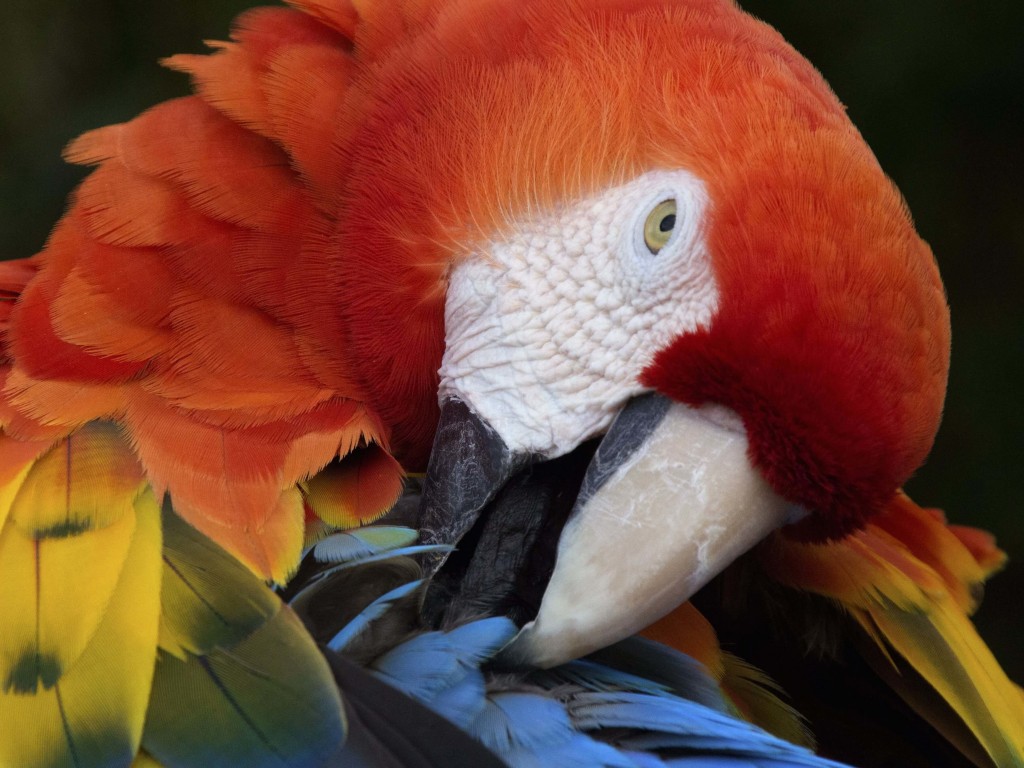 Macaw Parrot Wallpaper for Desktop 1024x768