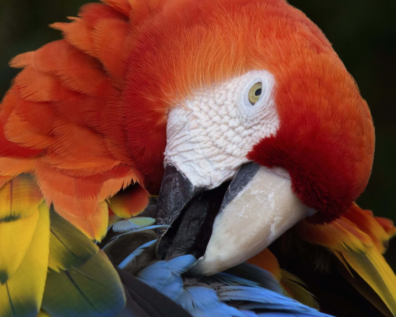 Macaw Parrot Wallpaper for Desktop 1280x1024