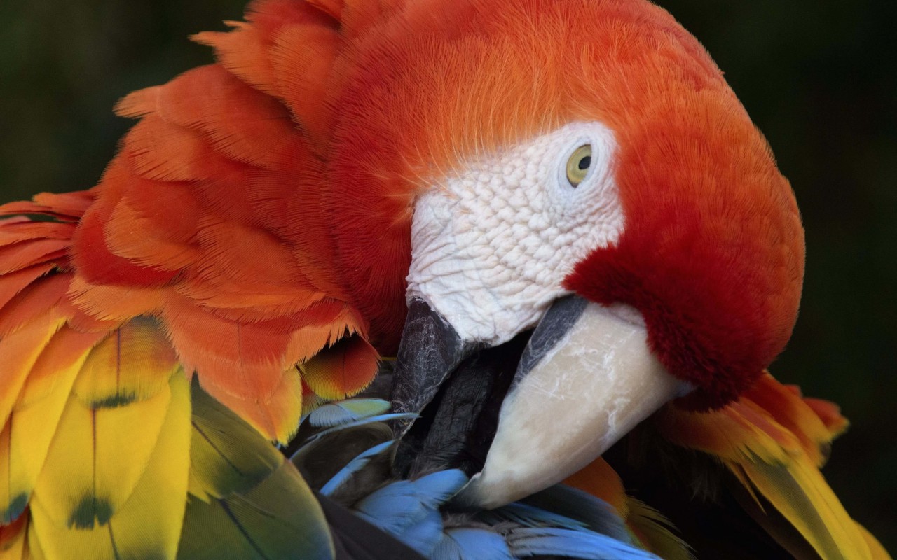 Macaw Parrot Wallpaper for Desktop 1280x800