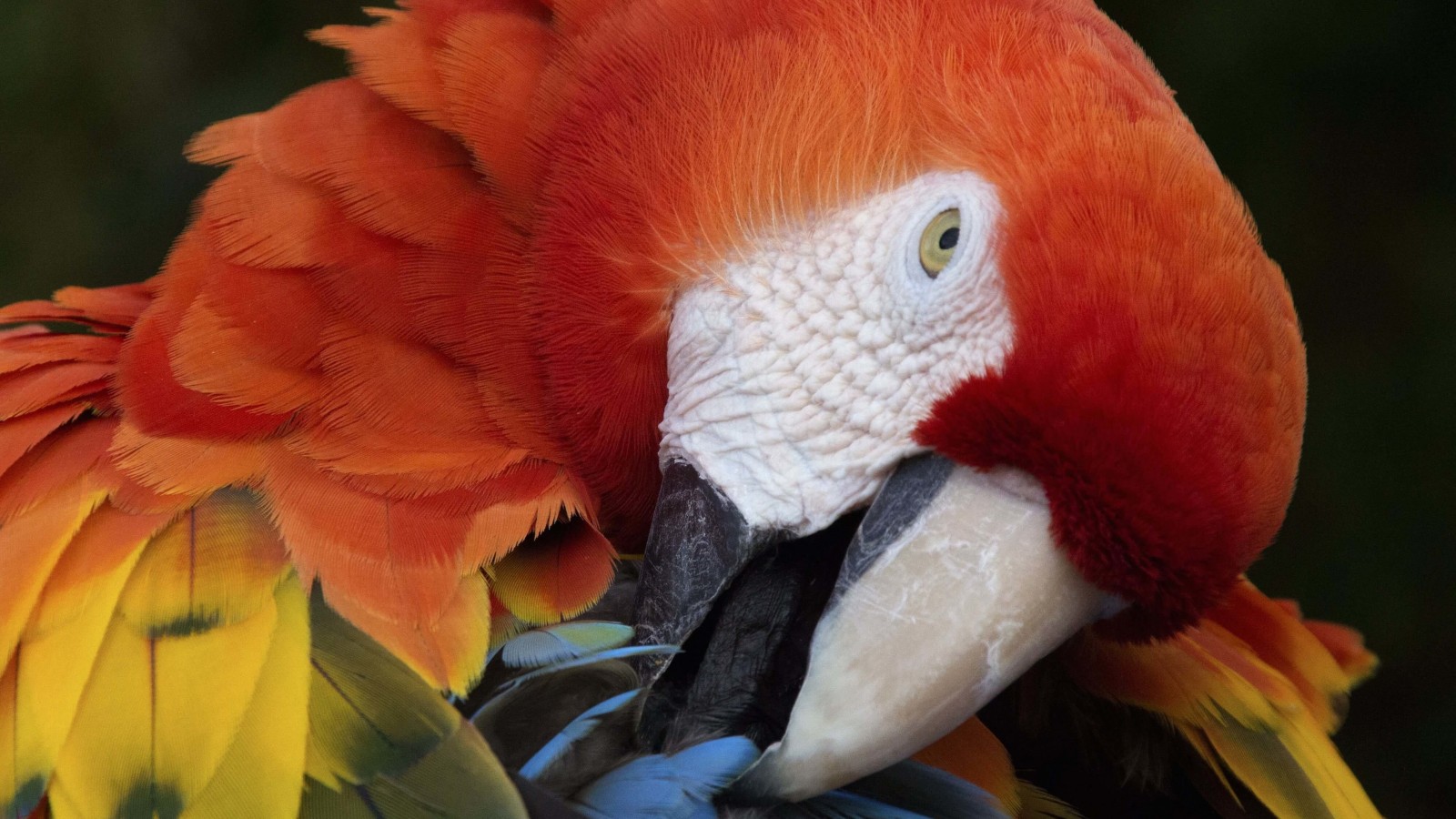 Macaw Parrot Wallpaper for Desktop 1600x900