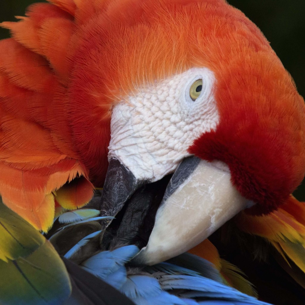 Macaw Parrot Wallpaper for Apple iPad 2