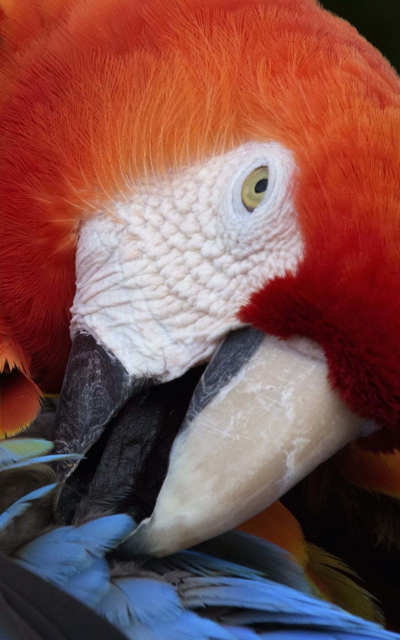 Macaw Parrot Wallpaper for Amazon Kindle Fire HD