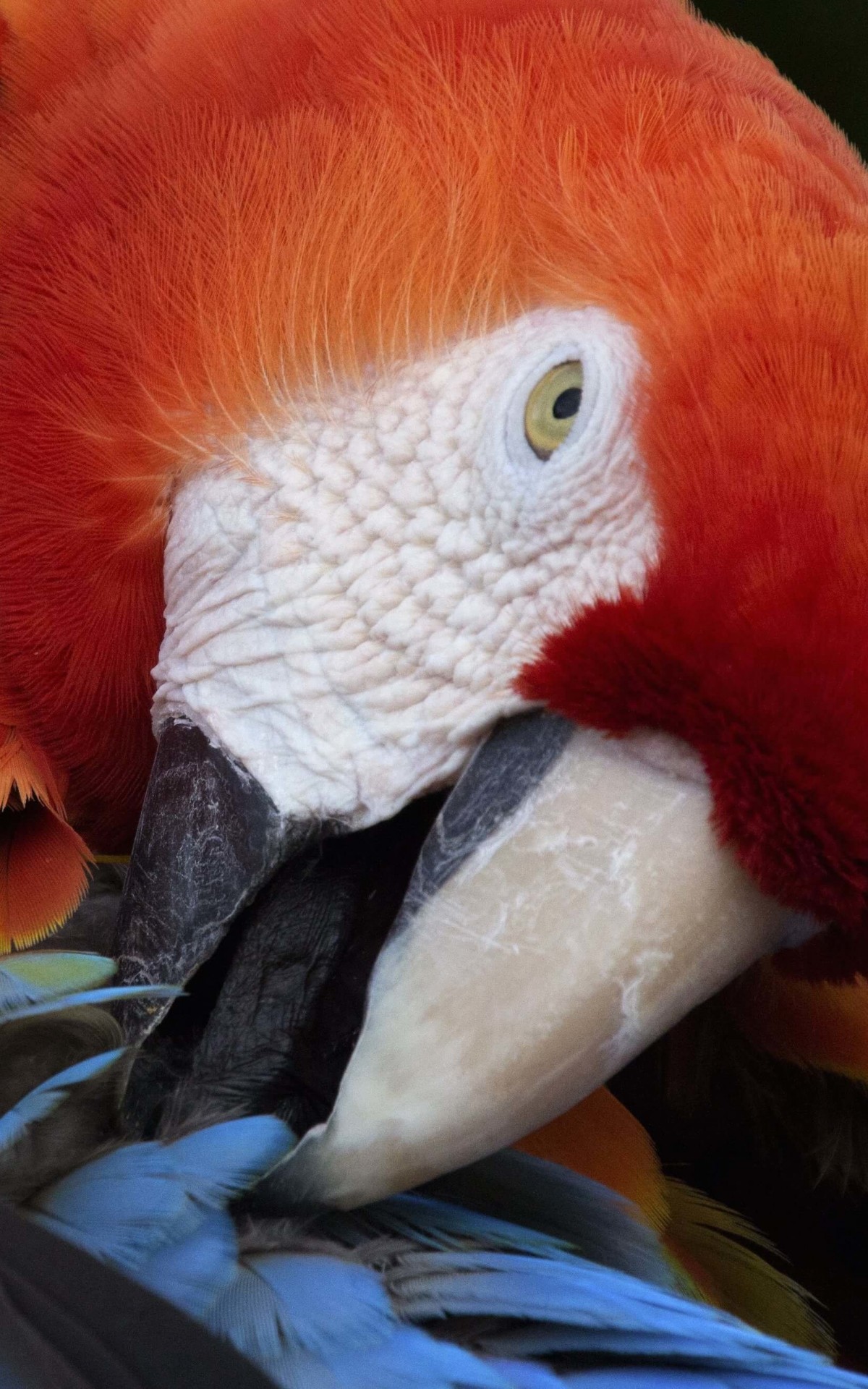 Macaw Parrot Wallpaper for Amazon Kindle Fire HDX