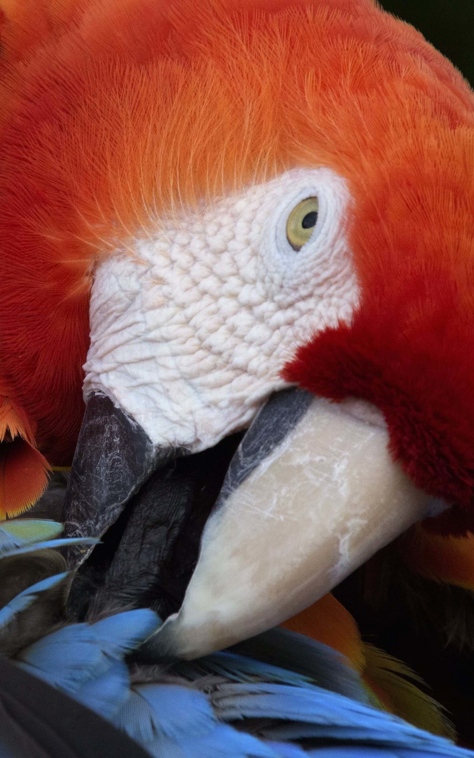 Macaw Parrot Wallpaper for Amazon Kindle Fire HDX 8.9