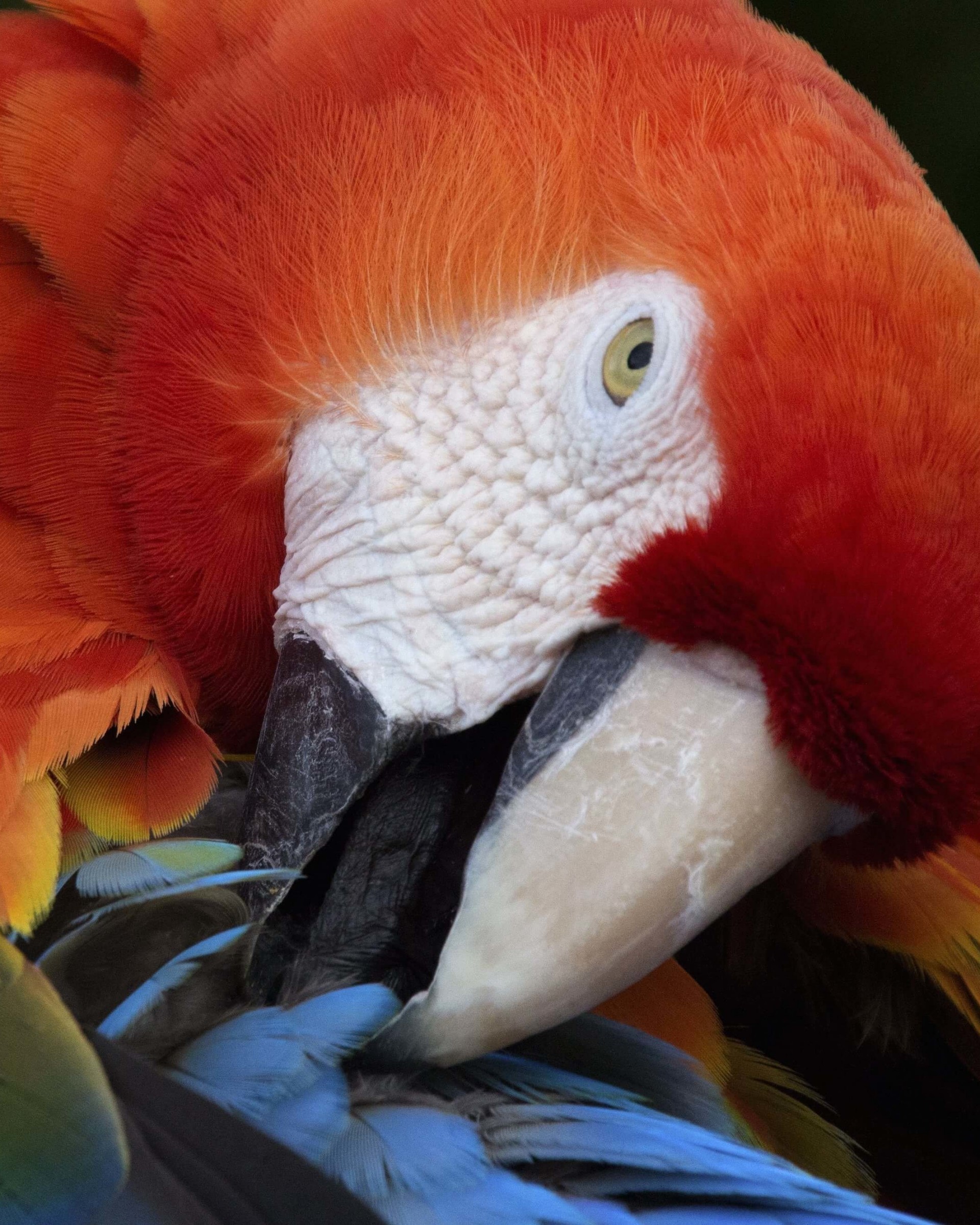 Macaw Parrot Wallpaper for Google Nexus 7