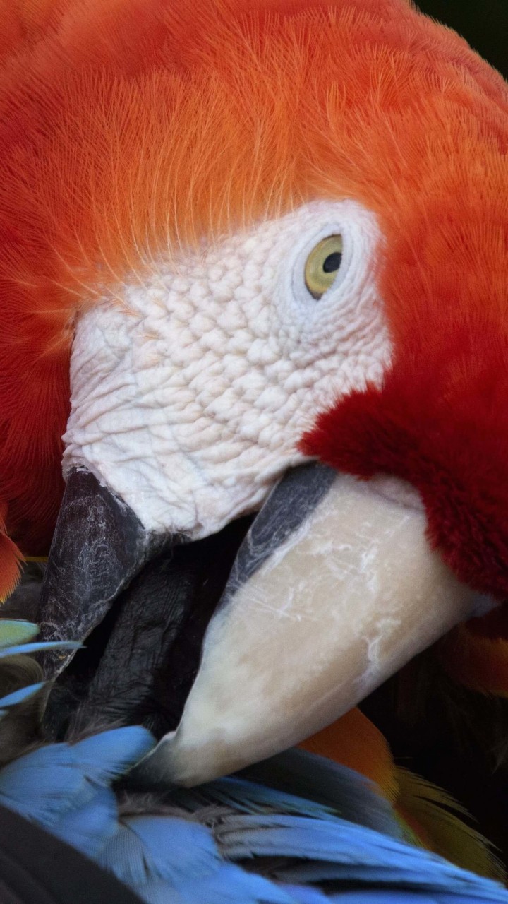 Macaw Parrot HD wallpaper for Redmi 2 screens - HDwallpapers.net