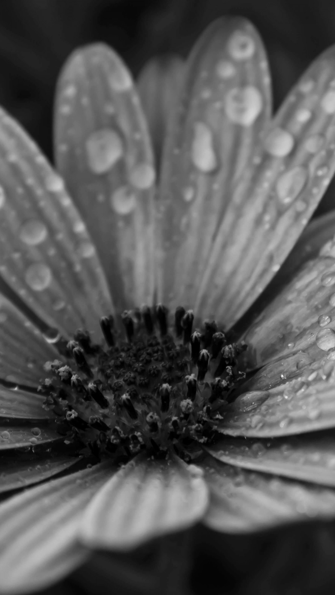 Macro Floral Black & White Wallpaper for HTC One