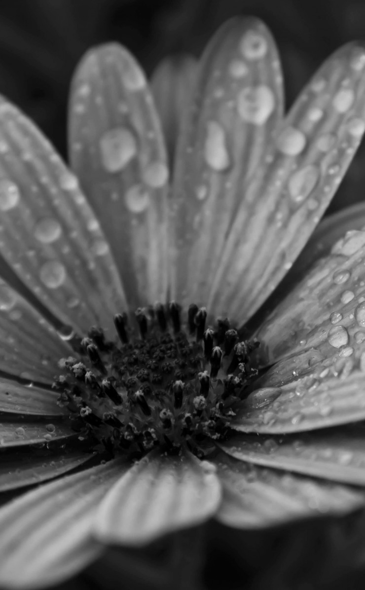 Macro Floral Black & White Wallpaper for Apple iPhone 4 / 4s