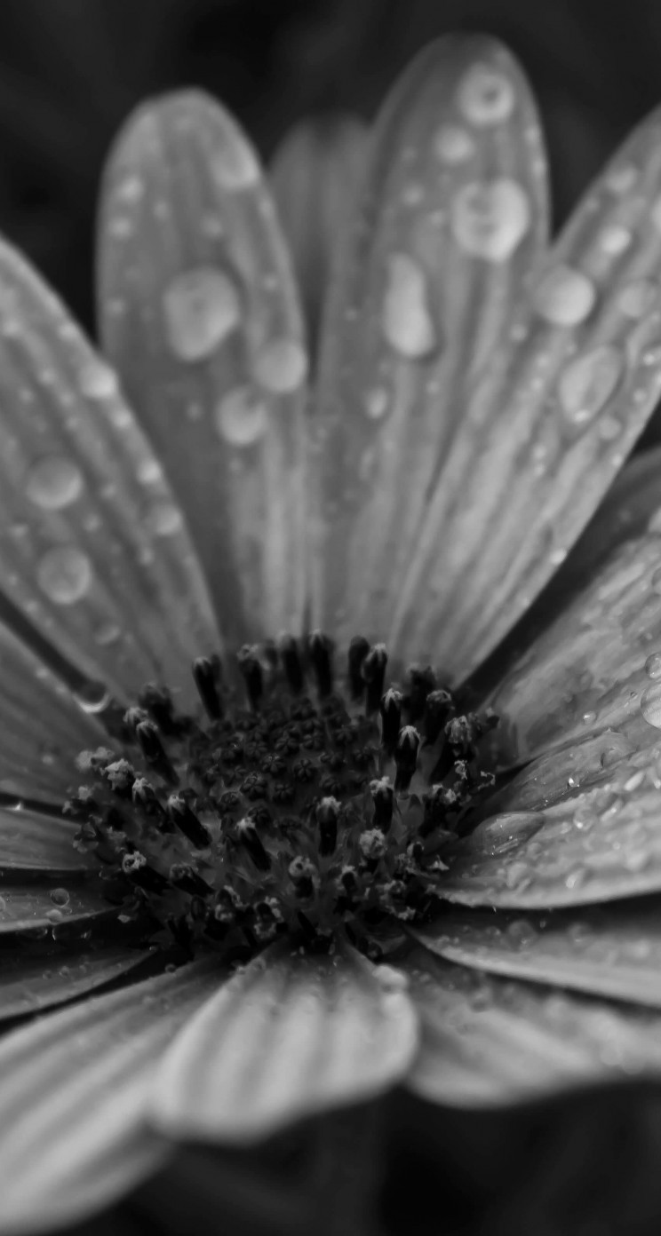 Macro Floral Black & White Wallpaper for Apple iPhone 5 / 5s
