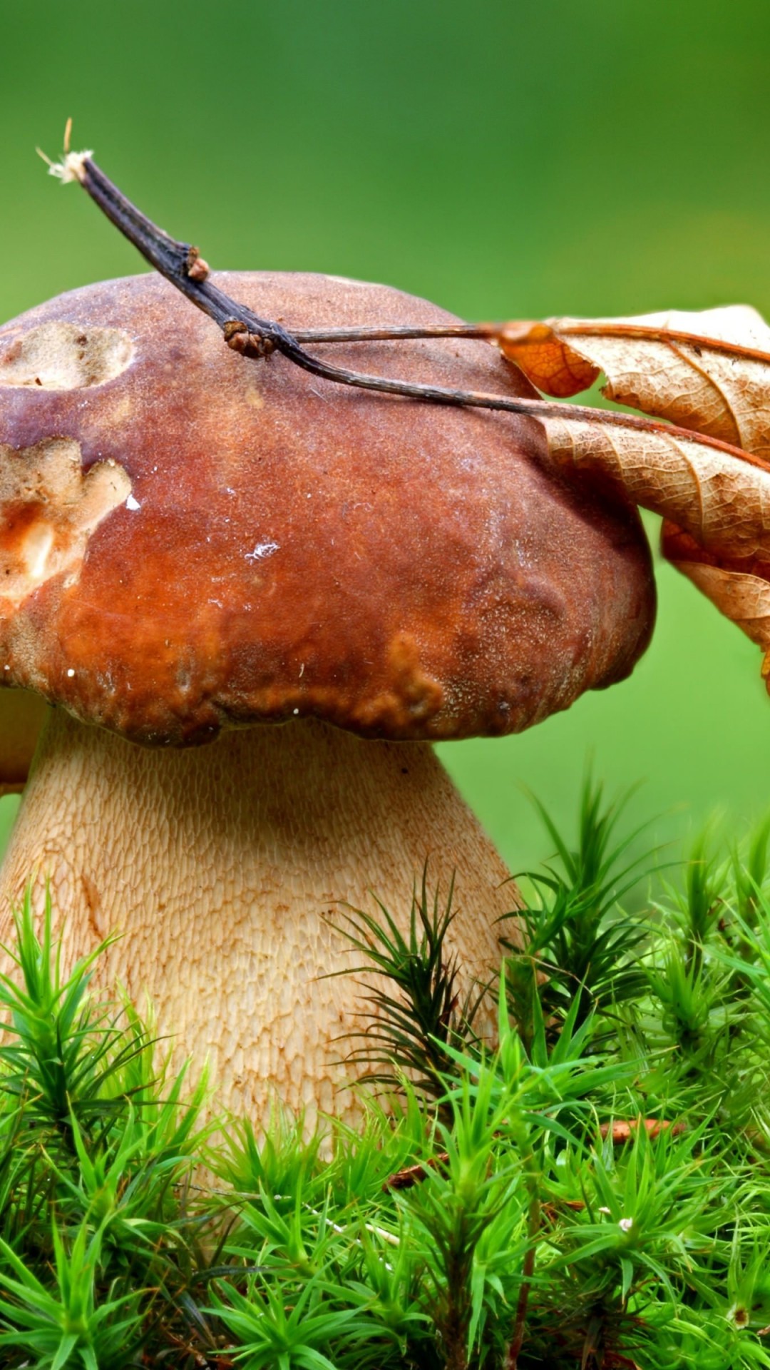 Mushroom Wallpaper for Google Nexus 5