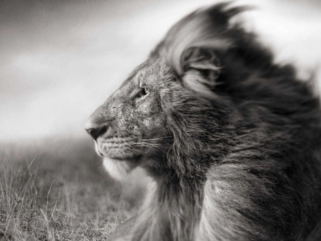 Portrait Of A Lion In Black And White Wallpaper for Desktop 1024x768