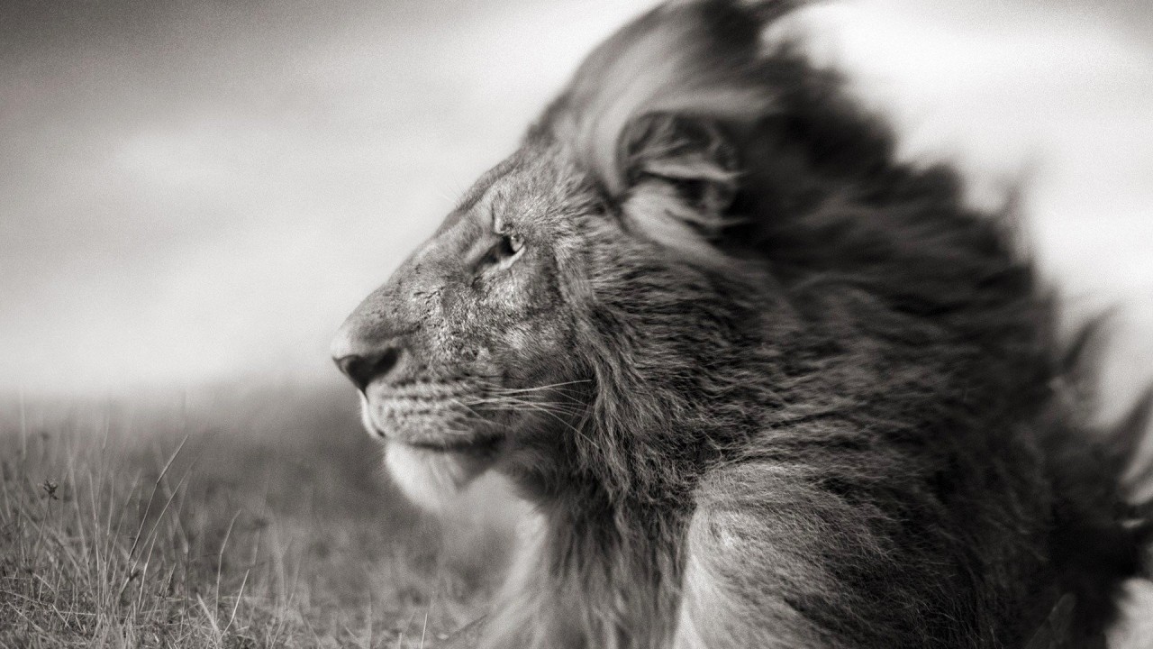Portrait Of A Lion In Black And White Wallpaper for Desktop 1280x720