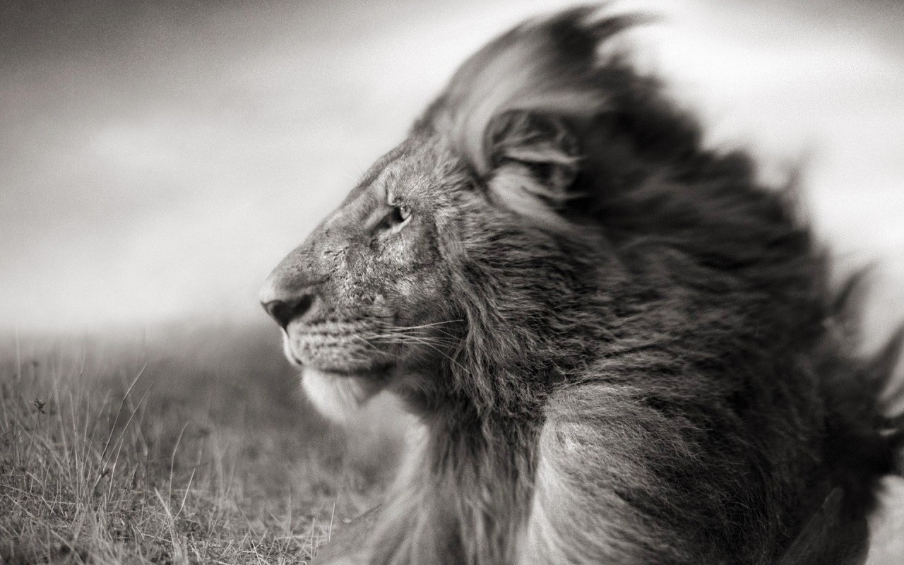 Portrait Of A Lion In Black And White Wallpaper for Desktop 1280x800