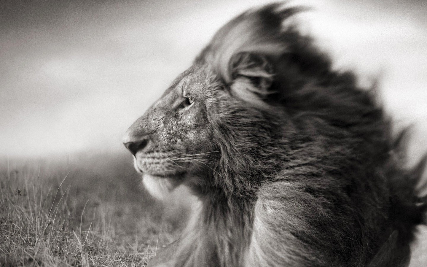 Portrait Of A Lion In Black And White Wallpaper for Desktop 1440x900