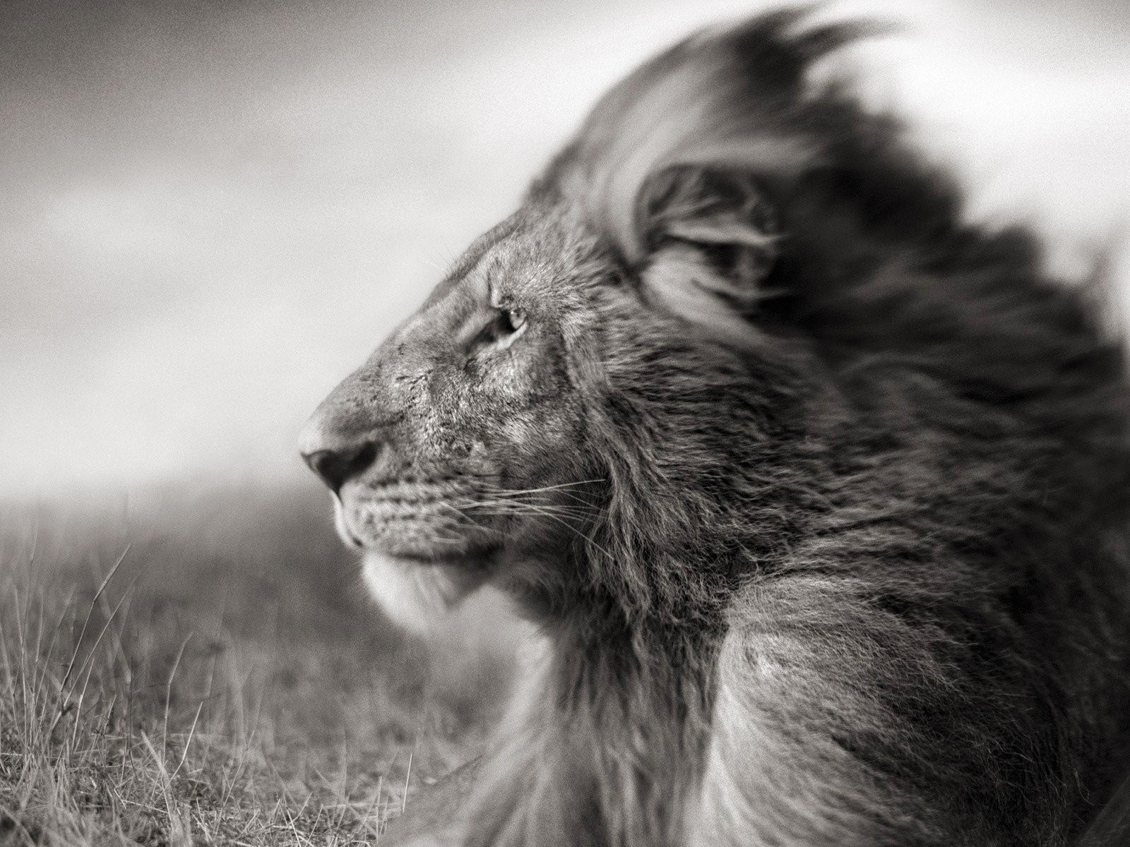 Portrait Of A Lion In Black And White Wallpaper for Desktop 1600x1200
