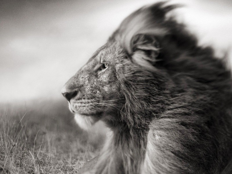 Portrait Of A Lion In Black And White Wallpaper for Desktop 800x600