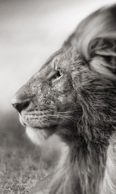 Portrait Of A Lion In Black And White Wallpaper for HTC Desire HD