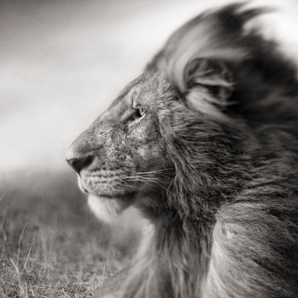 Portrait Of A Lion In Black And White Wallpaper for Apple iPad 2