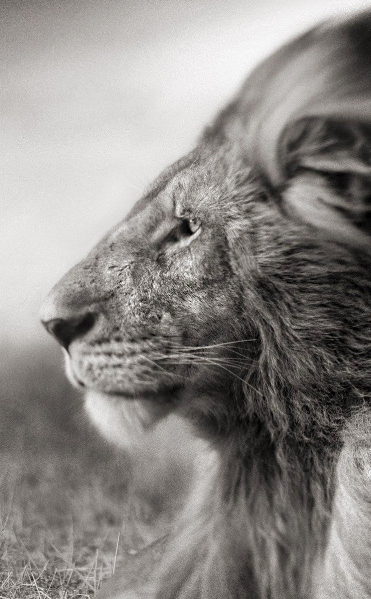Portrait Of A Lion In Black And White Wallpaper for Apple iPhone 4 / 4s