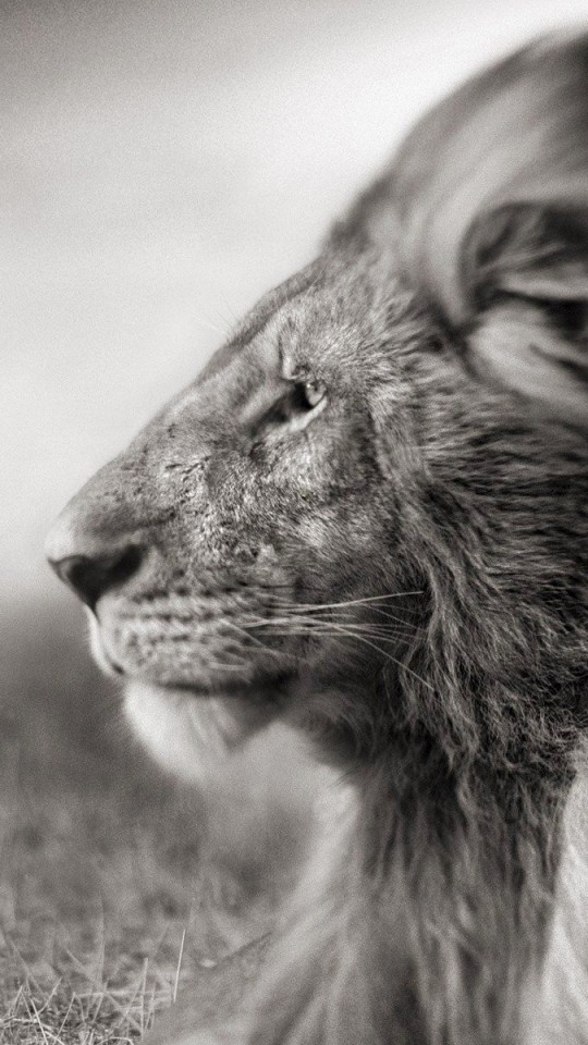 Portrait Of A Lion In Black And White Wallpaper for LG G2 mini